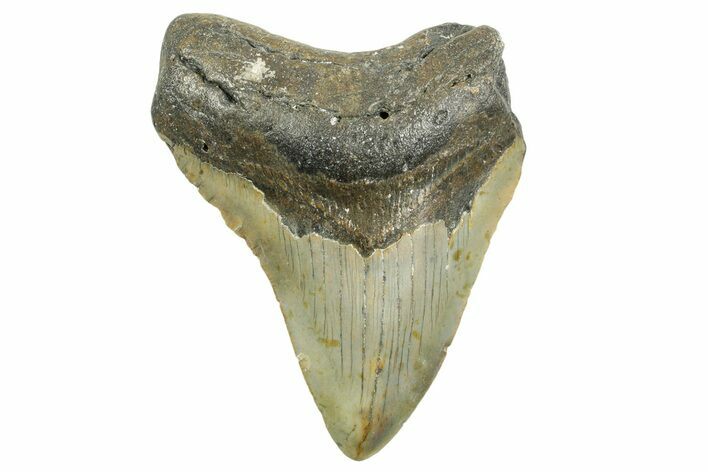 Bargain, Fossil Megalodon Tooth - North Carolina #368039